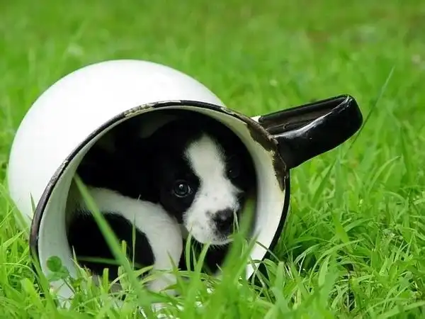 Трогательная подборка животных