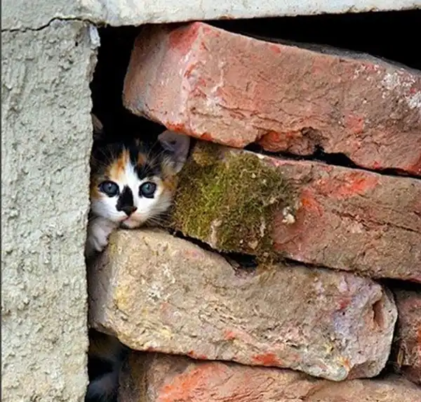 Трогательная подборка животных