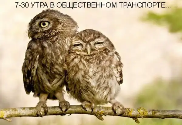 Веселые котоматрицы