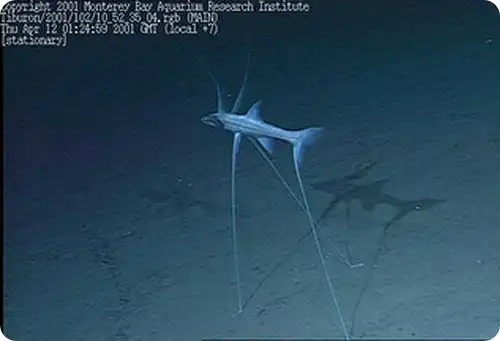 Рыба-тренога