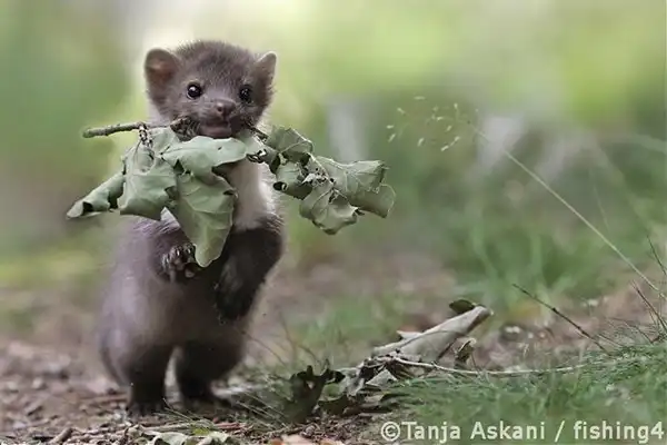 Милые животные