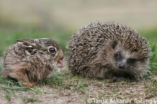 Милые животные