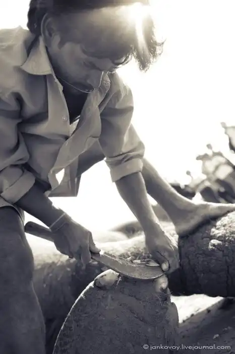 Маникюр для слона