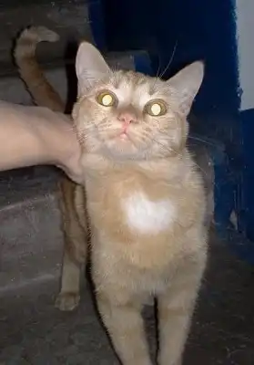 Рыжая кошка в подъезде