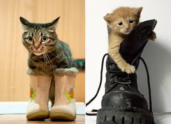 Животные в обуви