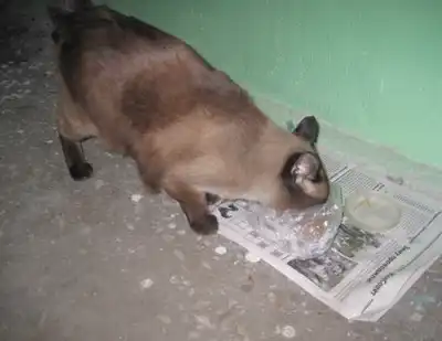 сиамский кошачий в подъезде