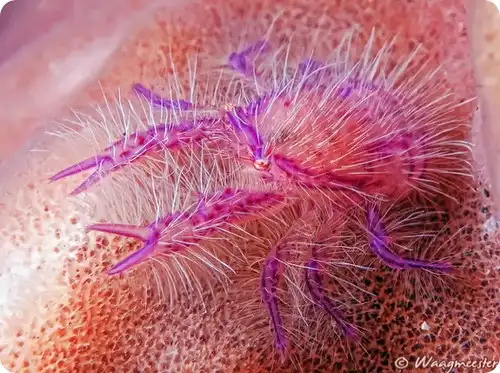 Розовый приседающий омар