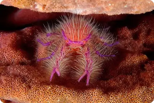 Розовый приседающий омар