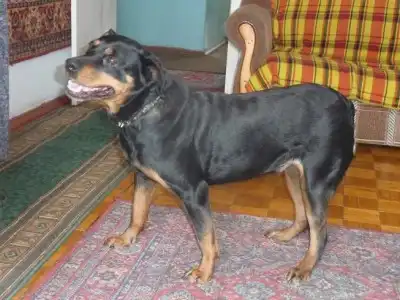 Красавица Жанна