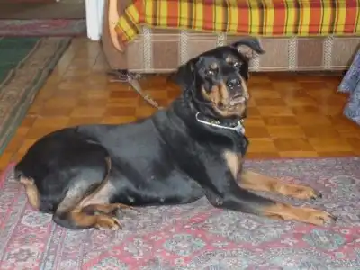 Красавица Жанна