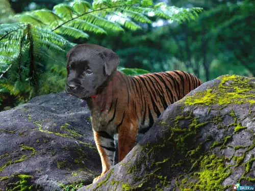 Животные+Фотошоп (100 фото)