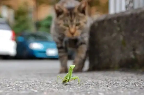 Прикольные картинки