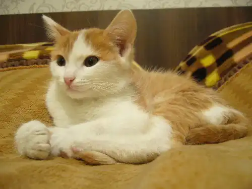 Красавица кошечка 4 месяца ищет дом!