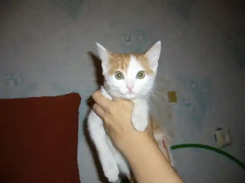 Красавица кошечка 4 месяца ищет дом!