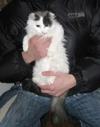 Бело-серая пушистая кошечка-подросток в добрые руки!!!