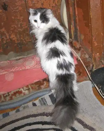 Бело-серая пушистая кошечка-подросток в добрые руки!!!