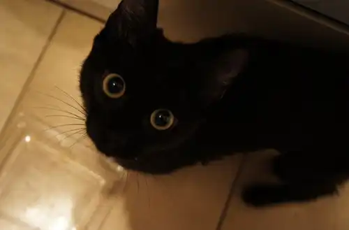 Котенок Яшка