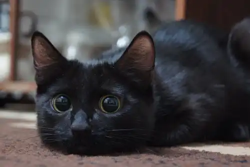 Котенок Яшка