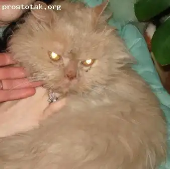 Найдена кошка перс.