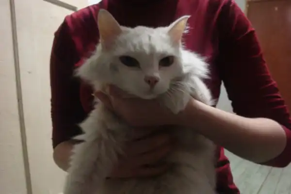 Красавица пушистая ласковая блондинка! нужна помощь!