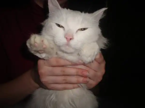 Красавица пушистая ласковая блондинка! нужна помощь!