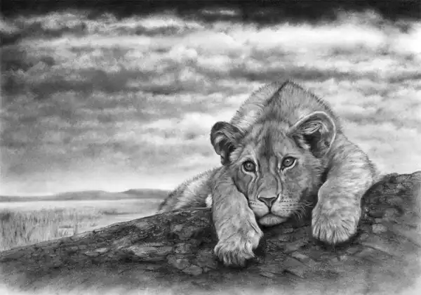 В царстве кошачьих