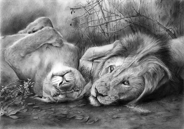 В царстве кошачьих