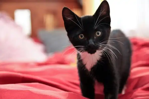 Отдамся в заботливые руки!