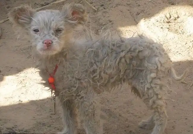 КИТАЙСКИЙ ЩЕНОК ОТ ОВЦЫ