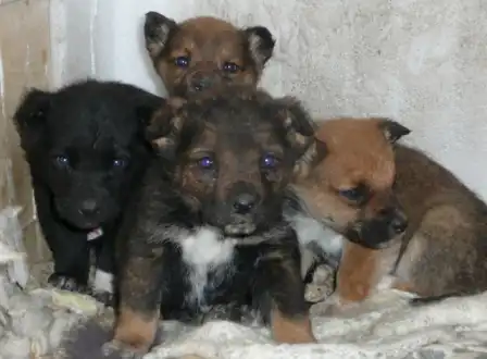 Отдам пушистиков щенков. 1 мес.
