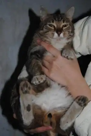 Красивый брутальный кот в подъезде. Нужна помощь с передержкой!