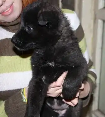 Щено-медвежата в добрые руки