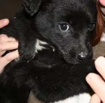 Щено-медвежата в добрые руки