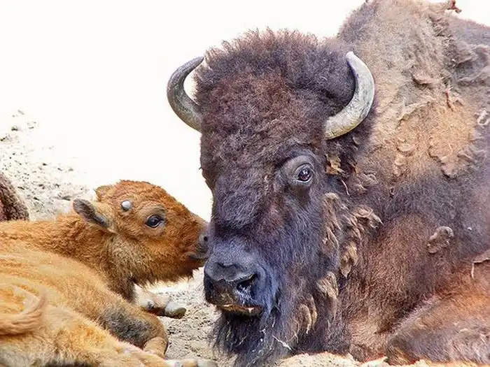 Мамы и дети