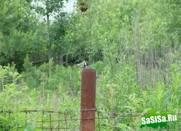 Как думаете..., что находится в этой трубе?