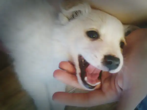 Малыш ищет заботливых и ответственных хозяев