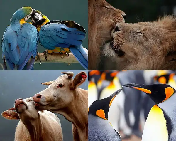 Мир животных: Вдвоем