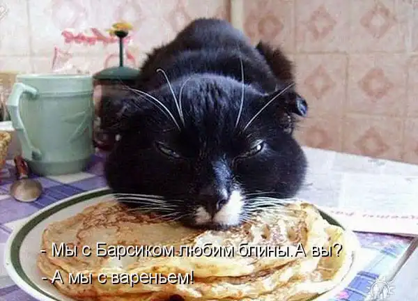 Котоматрицы