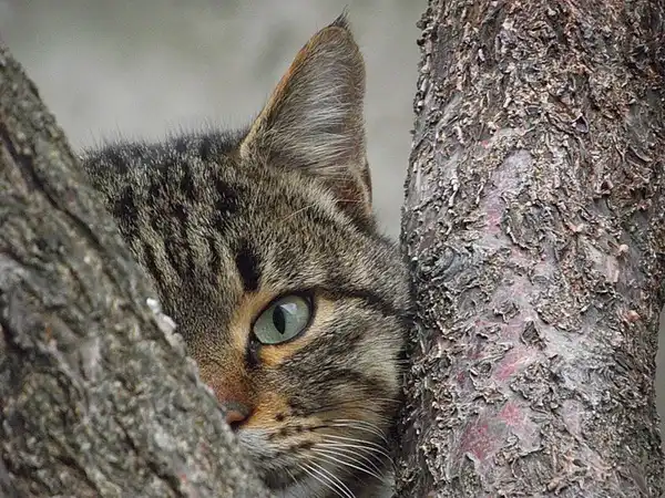 Позитивная подборка животных