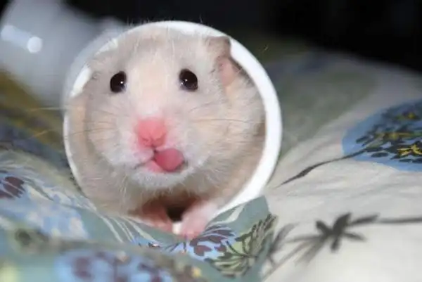 Позитивная подборка животных