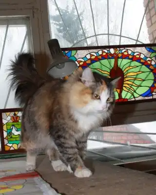 Трехцветная пушистая кошечка