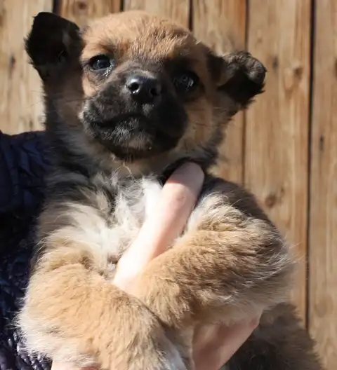 Пушистики, шеночки 1 мес. в добрые руки!!!