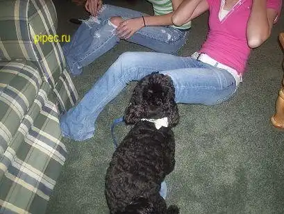 Интересные песики