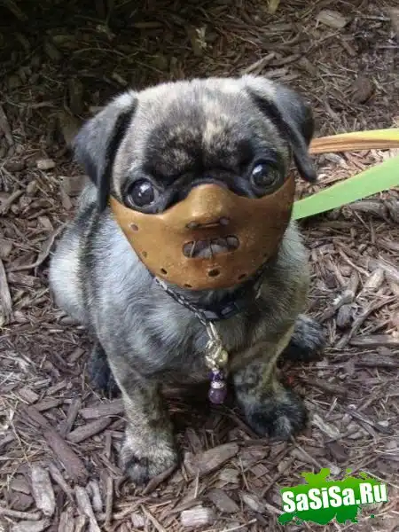 Фотоприколы