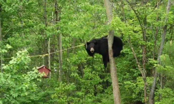 Медвежья охота на птиц