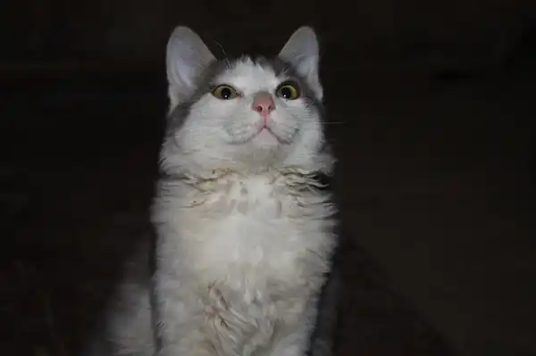 Котенок в школьном подвале