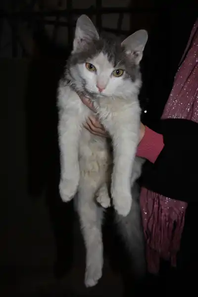 Котенок в школьном подвале