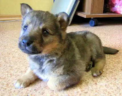 Помогите найти дом малышу!