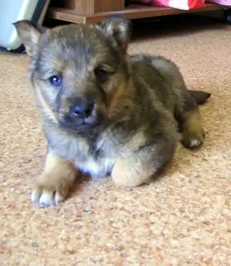 Помогите найти дом малышу!