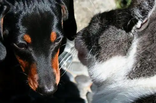 Переговоры котов и собак